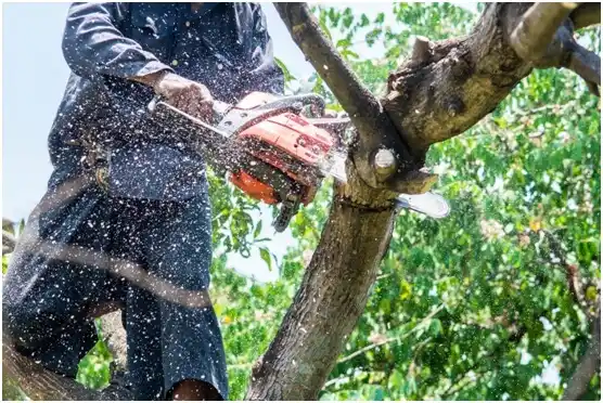tree services Aynor